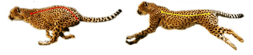cheetah_spine_inspiration.png