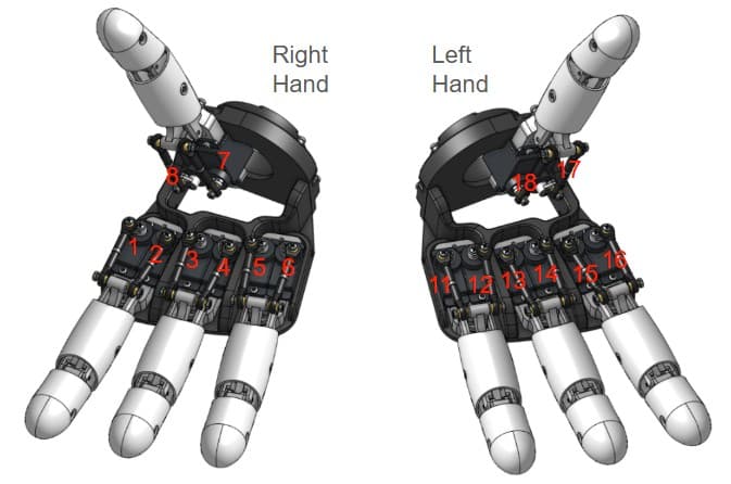 Both_Hands-IDs.jpg