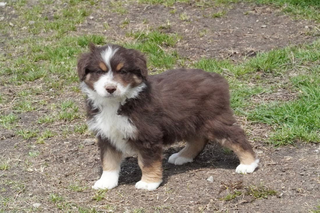 zuko-australian-shepard-mini.jpg